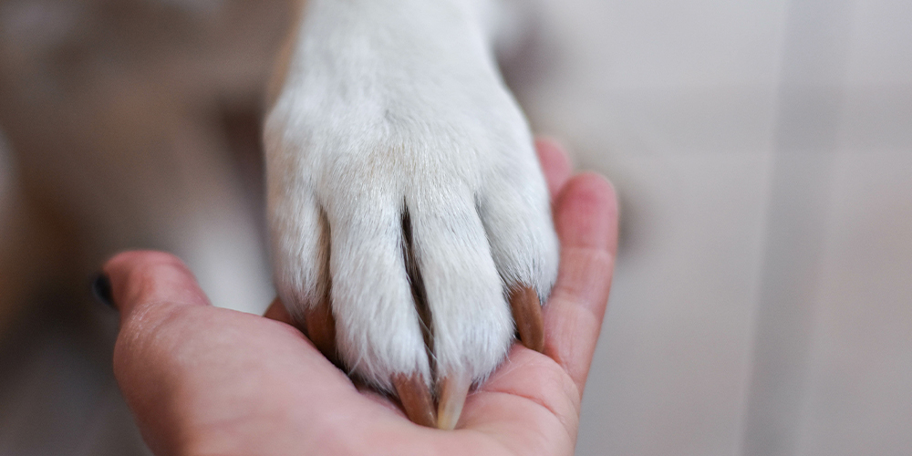 老犬介護